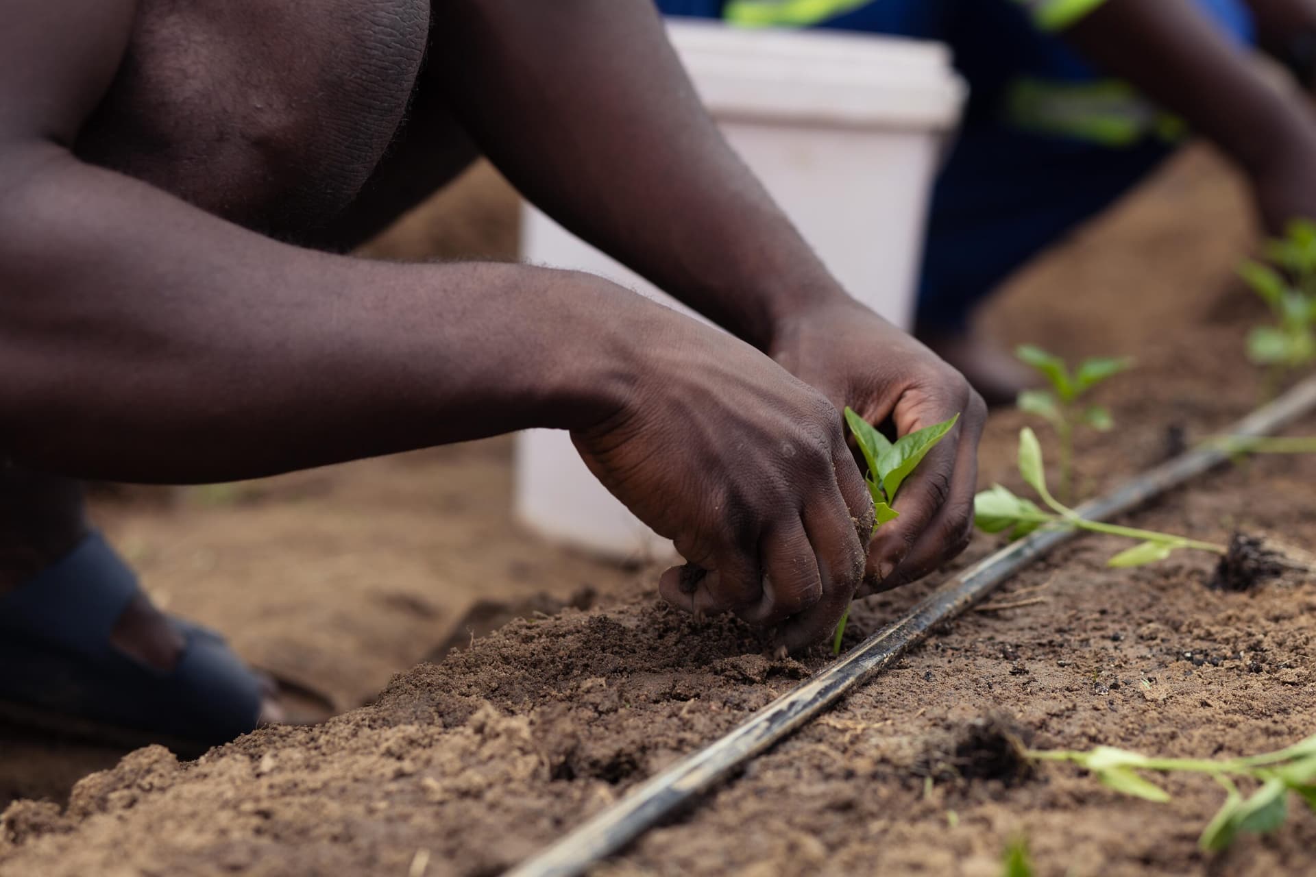 Humuson team transplanting seedlings into drip-irrigated soil