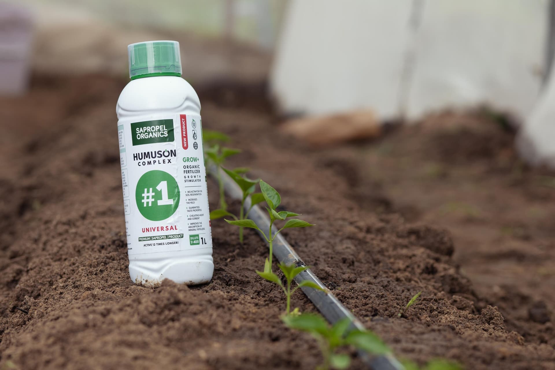 Healthy cabbage field grown with Humuson Complex products