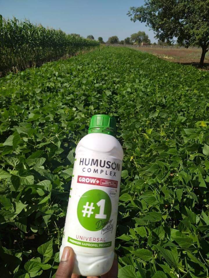 Sugar beans grown with Grow Plus top dressing (Chikombedzi)