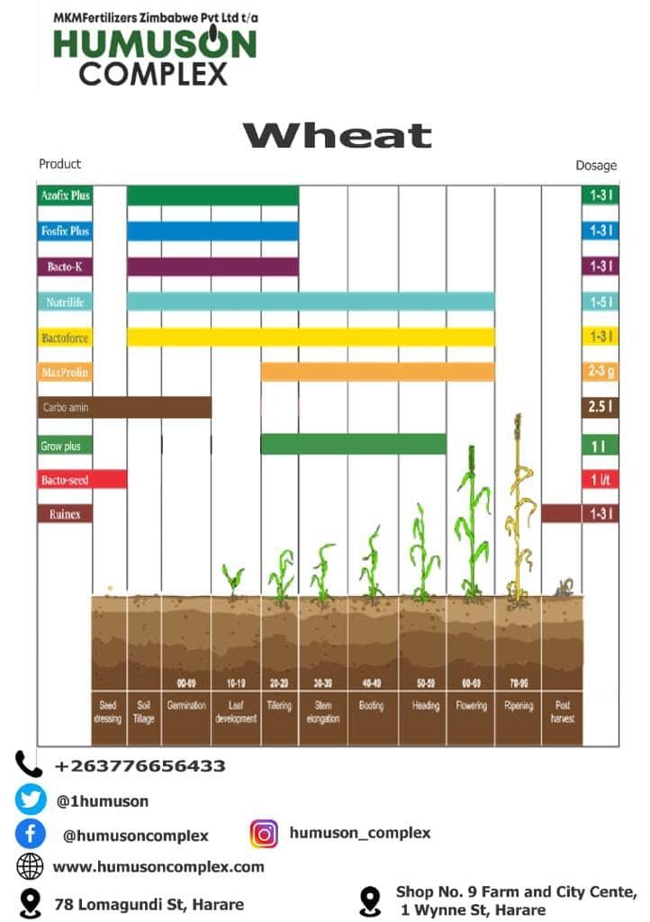 Wheat