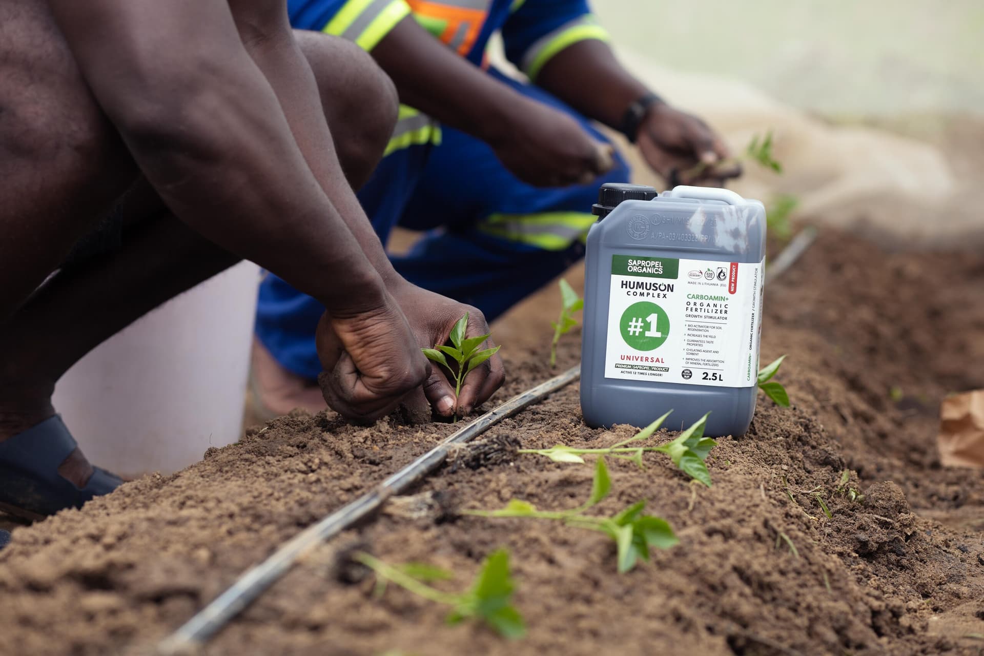 Humuson Complex team transplanting seedlings in the field